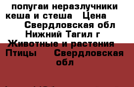 попугаи неразлучники кеша и стеша › Цена ­ 4 000 - Свердловская обл., Нижний Тагил г. Животные и растения » Птицы   . Свердловская обл.